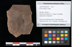 Foto (Objekt + Etikett) von Pinus hepios Unger (NHMW-GEO-2024-0188-0220)
